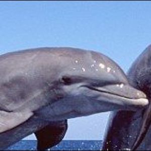 Meet your Posher, Ruby